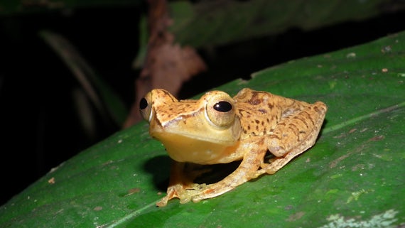 Small frog on a large leaf
