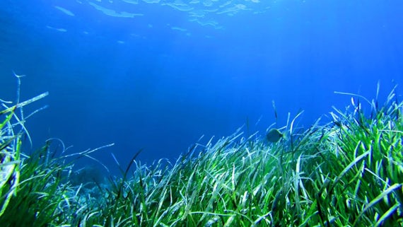 Seagrass in Indonesia
