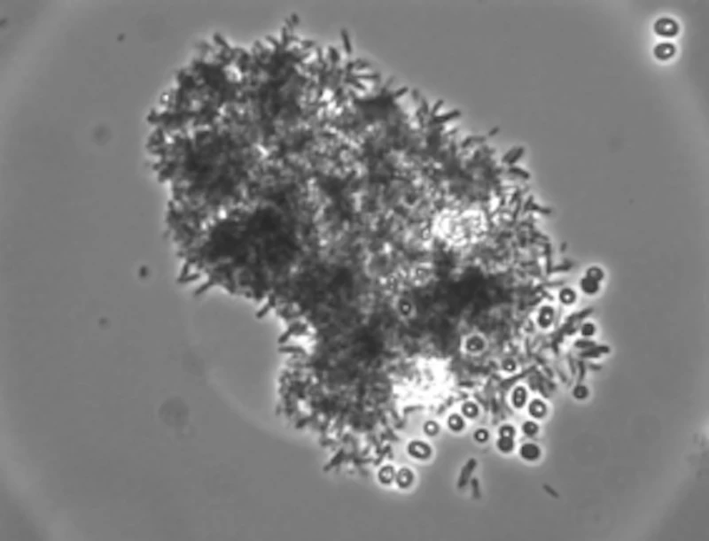 Bacterial enrichment from a hyperalkaline pond forming calcium carbonate