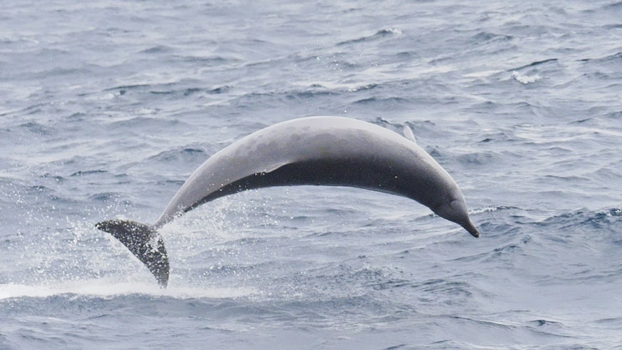 Beaked whale