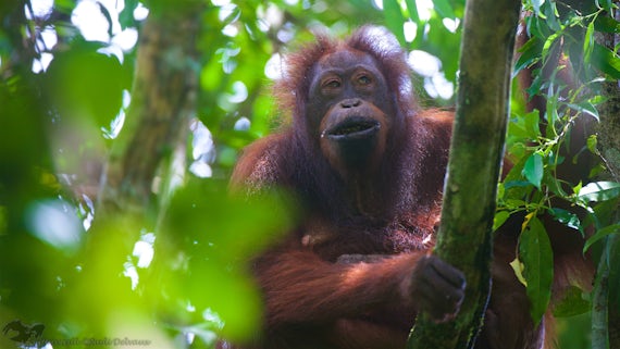  Flanged male orangutan in the Kinabatangan forest