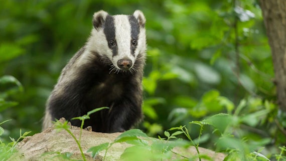 Image of badger in woodland
