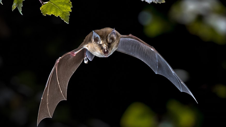 A greater horseshoe bat is photographed mid-flight in a wooded area