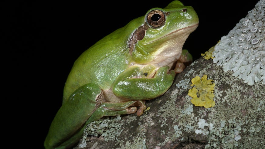 Frog sat on tree