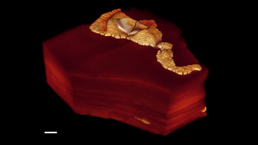 3D image of a macroscopic multicellular organism