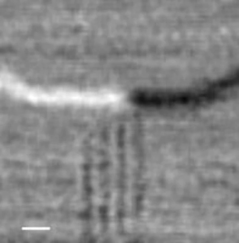 Magnetic state of a remotely pinned magnetic domain wall