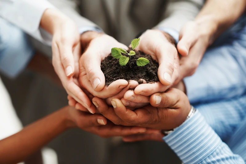 Group of people holding a seedling in their hands
