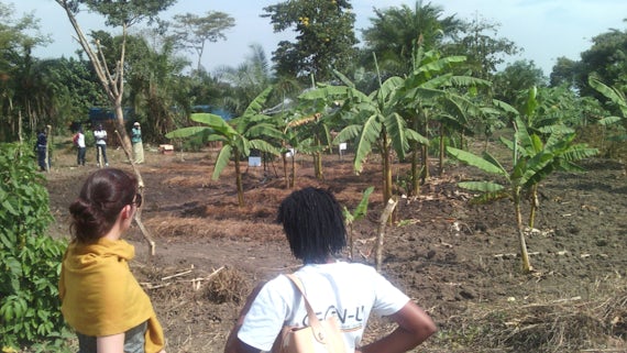 Banana trees shading mint on Uganda cropland