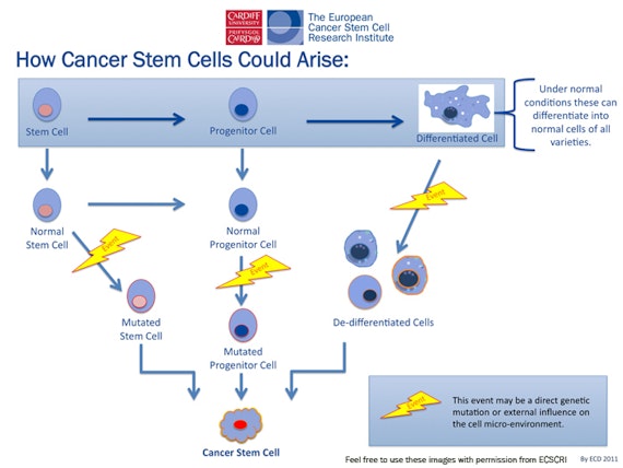 Diagram showing how cancer stem cells could arise