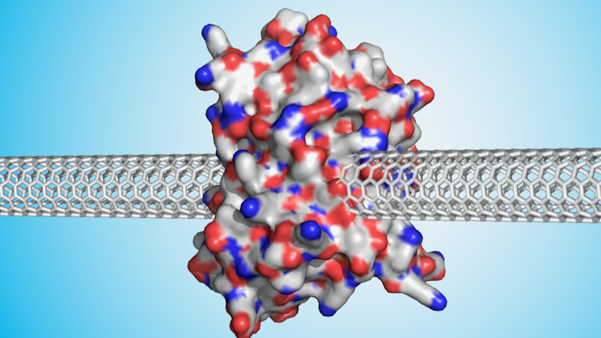 Protein connecting two nanocarbons