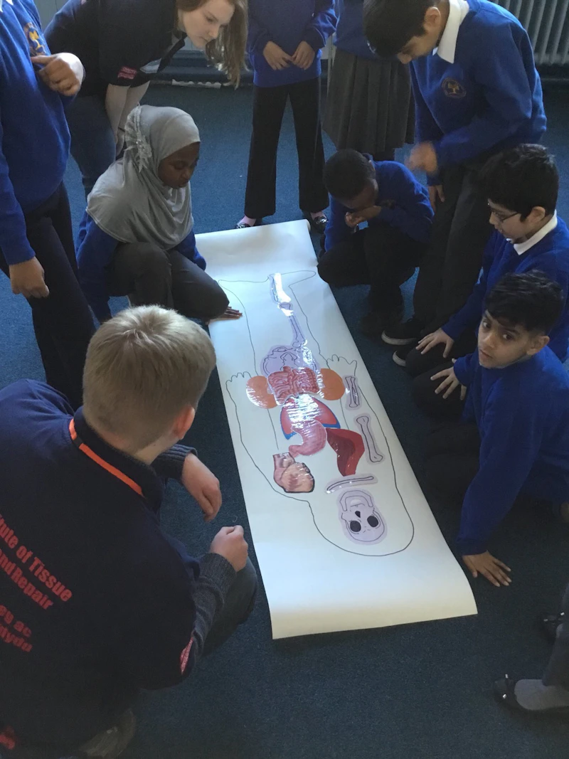 bones and organs