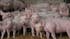 Pig immune system study gives researchers new method of developing flu vaccines