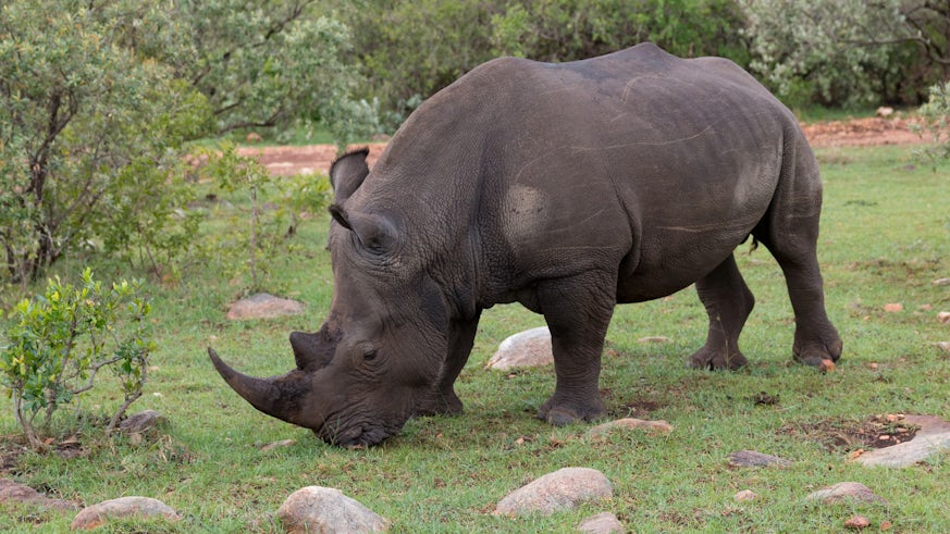 Image of a northern white rhino 