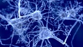 neurons blue