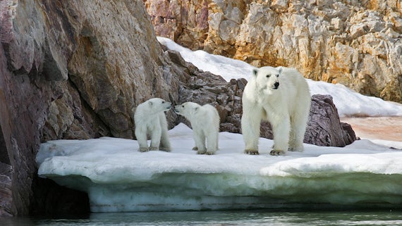 Image of polar bear and cub 