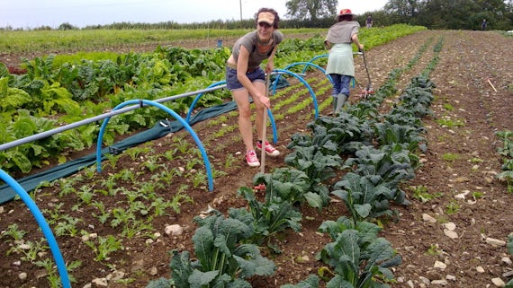 Volunteers planting crops