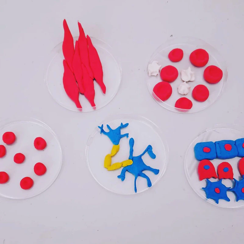 cell creations 6