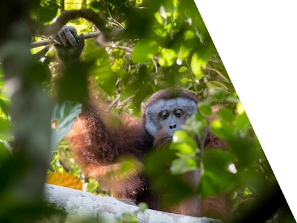 Adult orangutan
