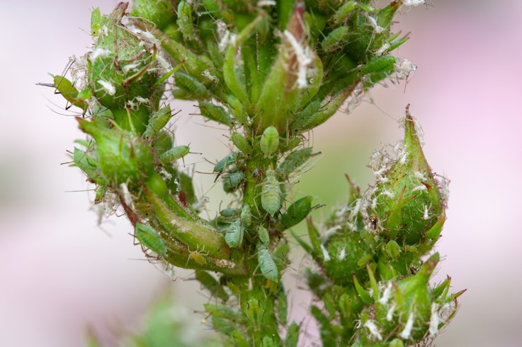 aphids attacking plant