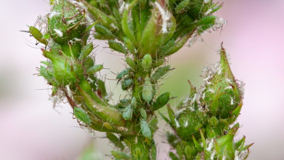 aphids attacking plant