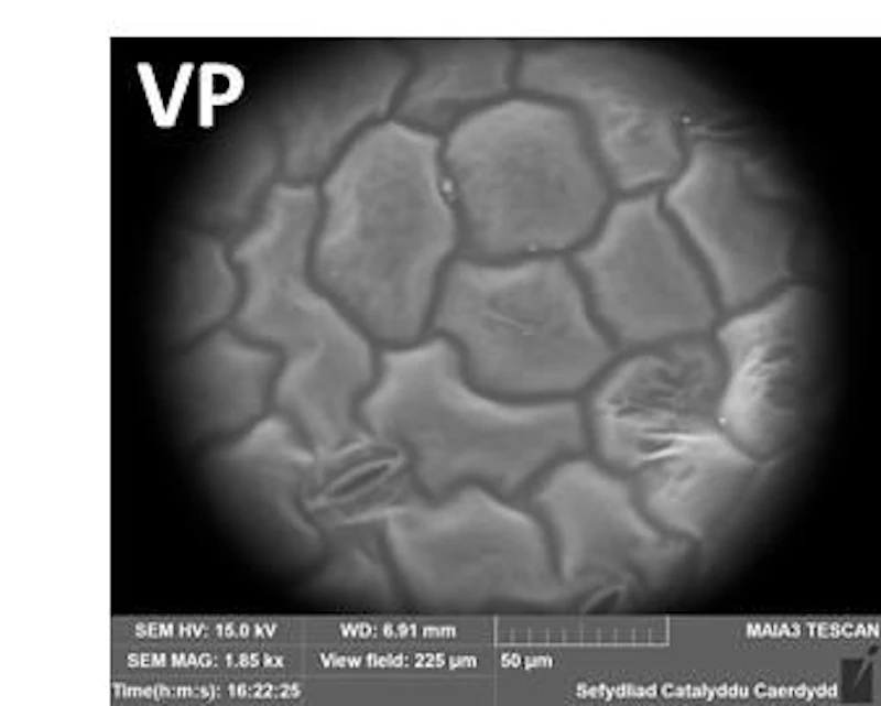 Variable pressure (1-500Pa) mode for analysis of biological and “wet” samples using peltier cooled cryo stage (-50 – 100oC) – Coriander leaf 