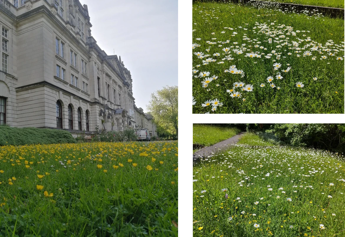 Images of long grass and flowers in front of Main Building