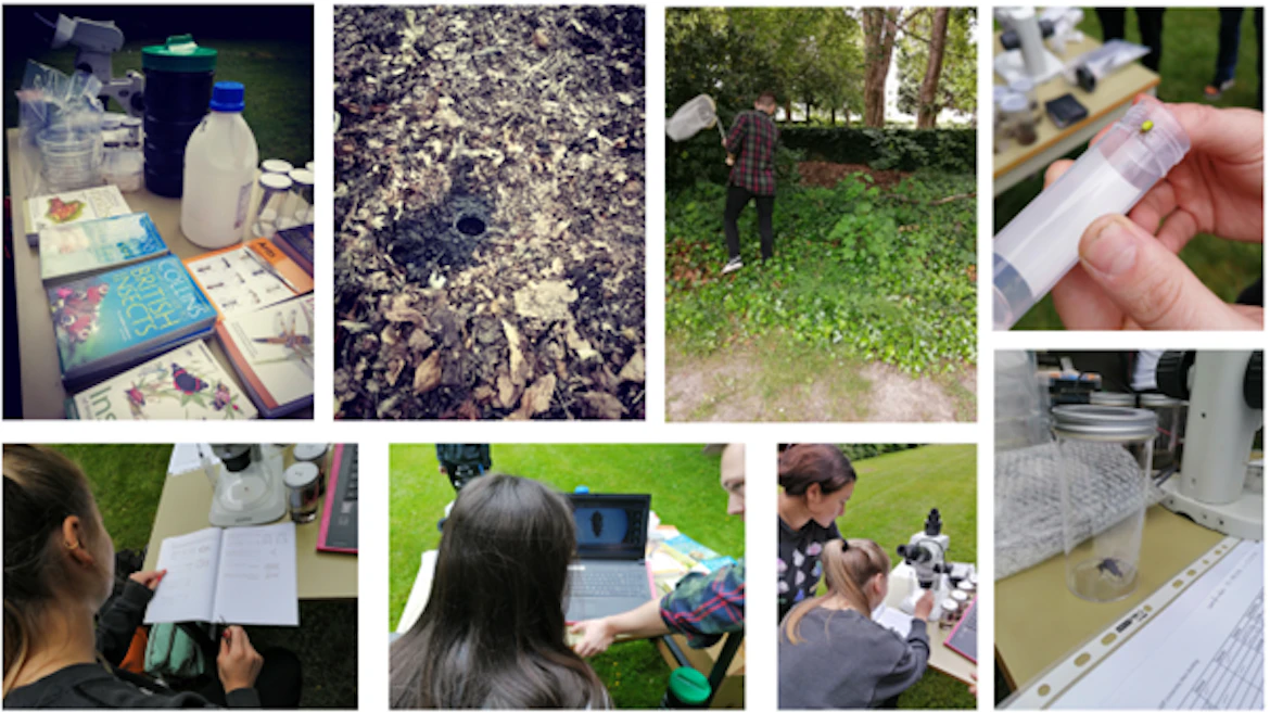 A collage of images consisting of people taking measurements using a laptop and lap equipment; a table with books and quipment on it; a man in the bushes with an insect net; insect specimens in containers