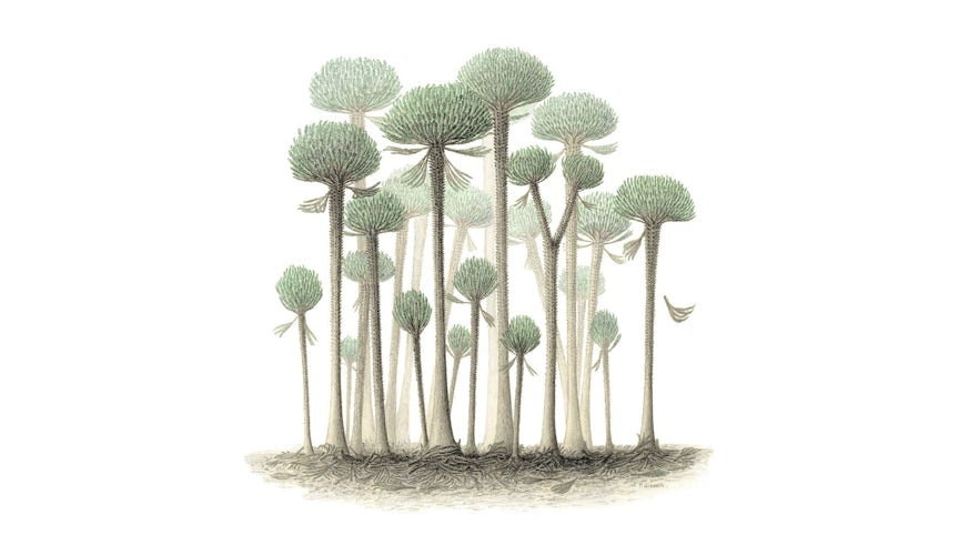 An artist’s impression of an ancient Calamophyton tree forest