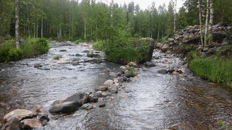 Captivity makes salmon less symmetrical