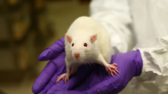 Animal Research Research Cardiff University