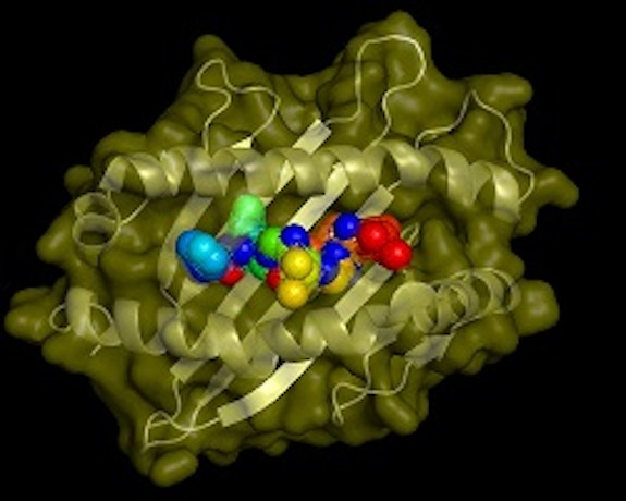 Mechanism of Immunity