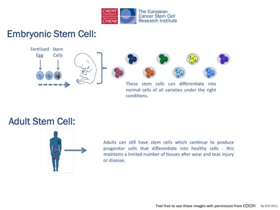 Adult Stem Cells Are 56