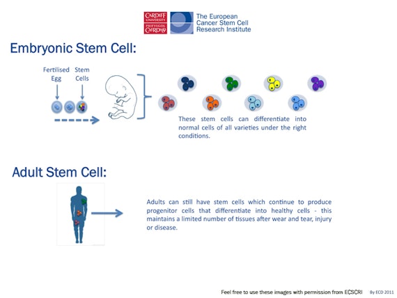 Embryonic and adult stem cells