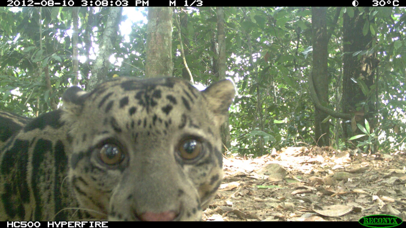 Less than 800 Sunda clouded leopards in Sabah - News 