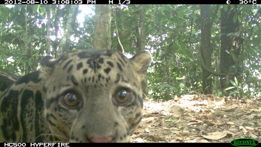 : Camera trap picture of a Sunda clouded leopard 