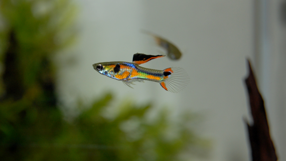 Colourful guppy fish