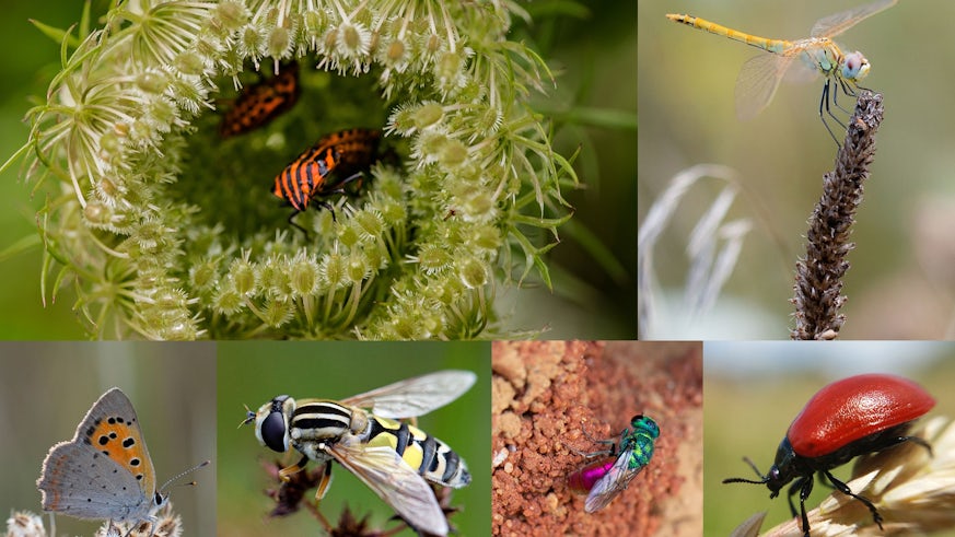 Composition image of different insects