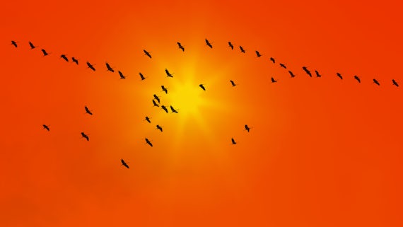 Stock image of birds in sky