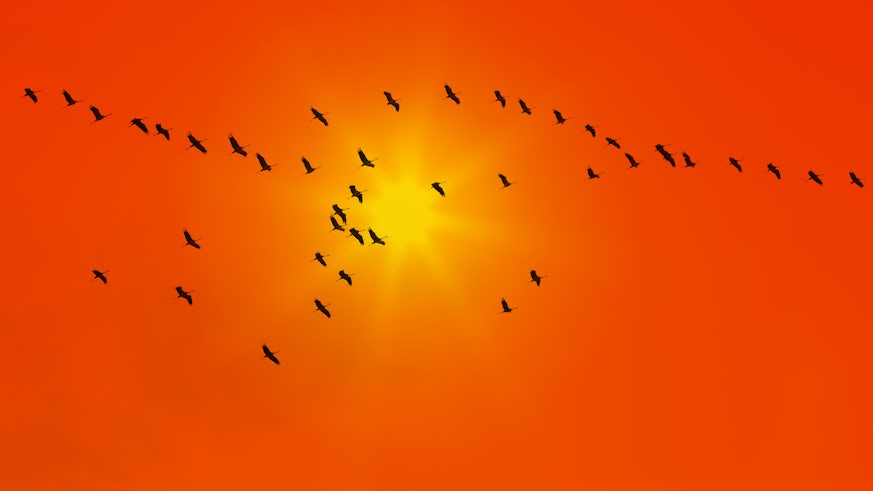 Stock image of birds in sky
