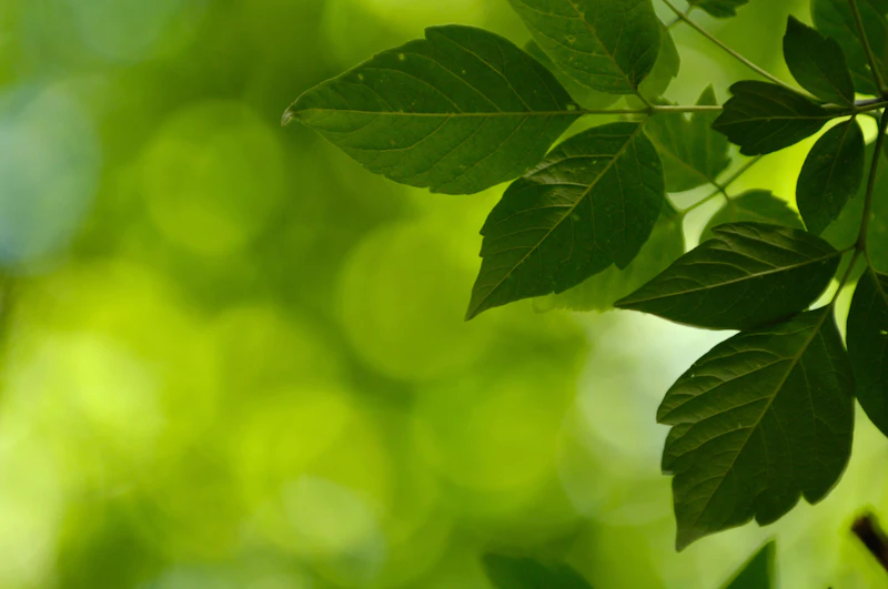 leaves