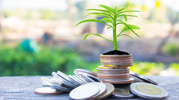 Coins with young plant on table with backdrop blurred of nature stock photo