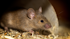 Imprinted genes in the ‘parenting hub’ of the brain determine if mice are good parents