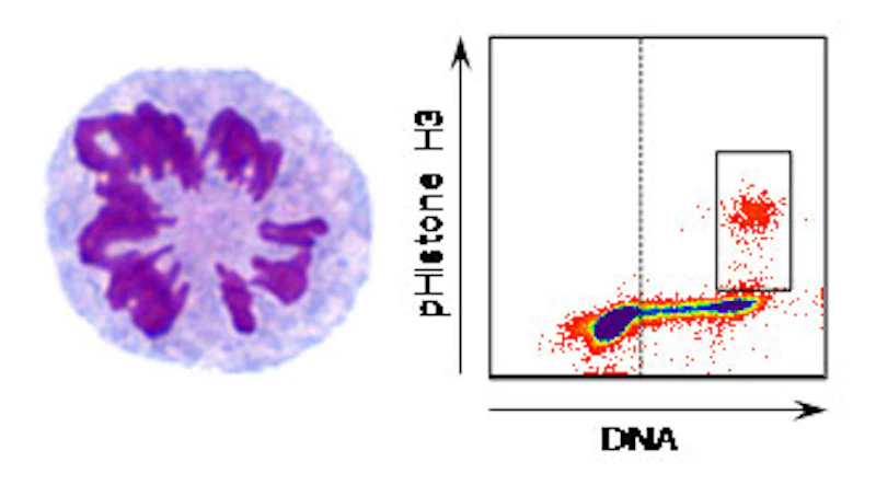 mitotic macrophages