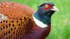 Pheasants are 13 times more likely to die on roads than other birds.