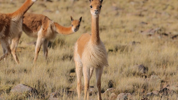 Peruvian vicuña