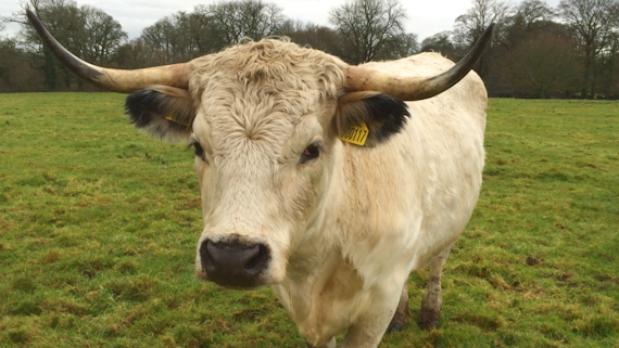 Cattle stood in green field 