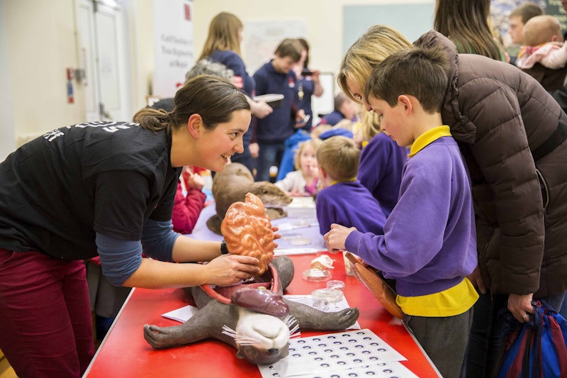 Otter project at science fair