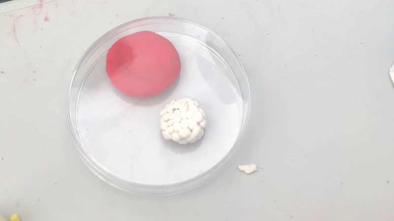 red and white cell