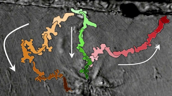 Manual tracking of neutrophil recruitment from vessel (top) to wound (bottom), and reverse migration (red track) from DIC movie data in a zebrafish larvae (courtesy Ana Cvejic).