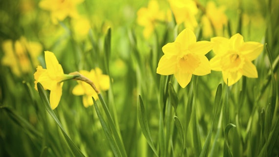 daffodill